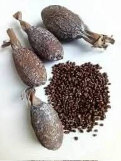 Alligator Pepper Seeds (Atare)