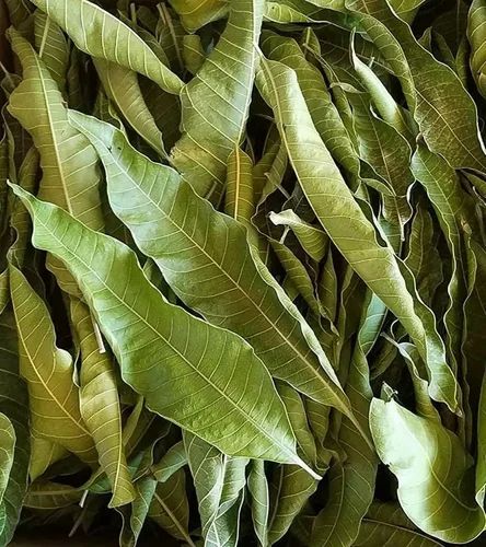 Dried Mango Leaves