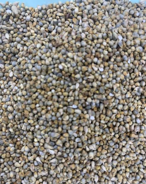 Jero Seeds
