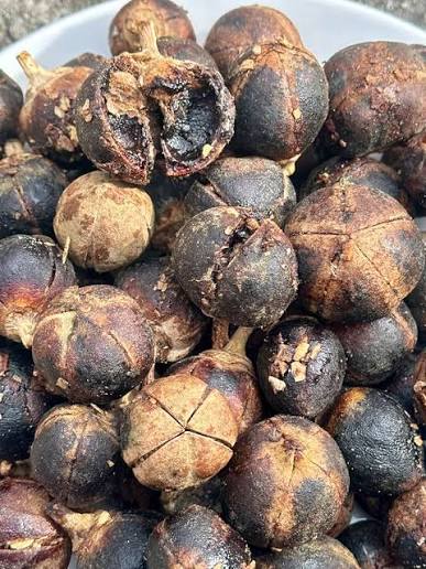 Gorontula Seeds