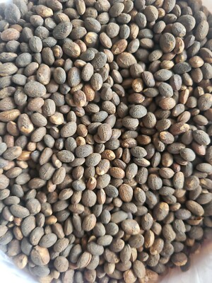 Miracle Seed