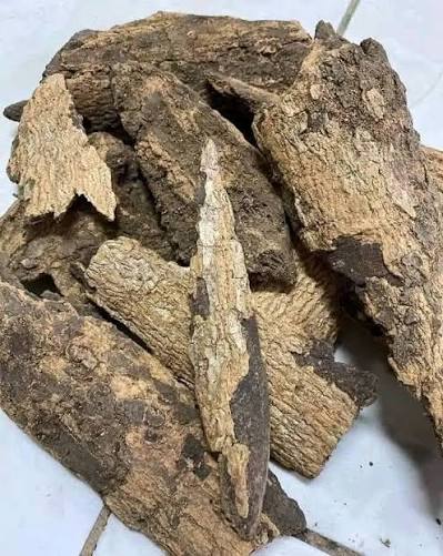 Ebo Obo Root