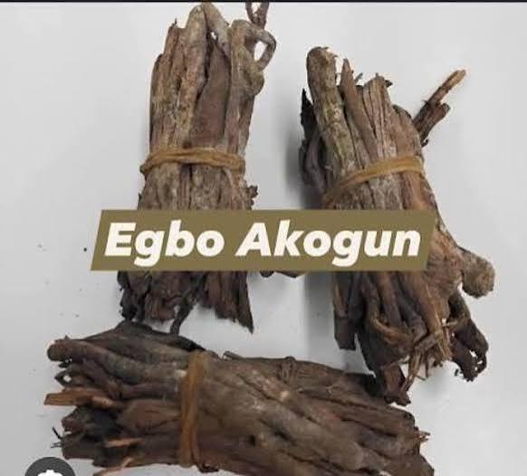 Egbo Igi Akogun