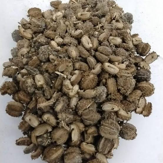 Eso Lapalapa or Botuje