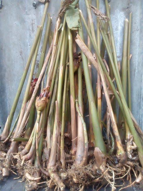 Alligator Pepper Root