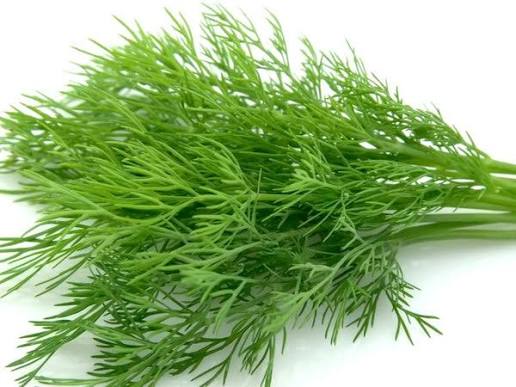 Fennel Leaves