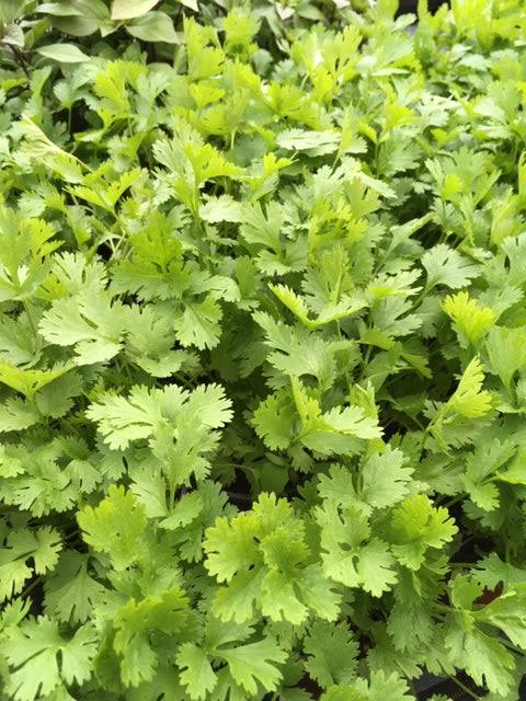 Anise Leaves