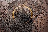 Mustard Seeds