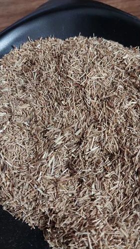Cumin Leaves