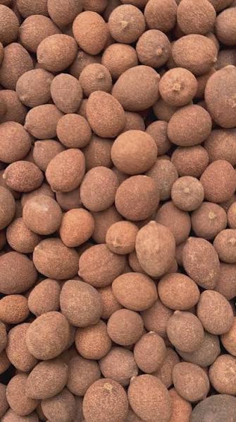 Gbafilo Nut