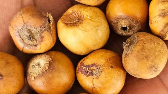 Country Onion